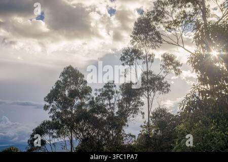 Le soleil de fin d'après-midi brille à travers un arbre d'eucalyptus, sous un ciel nuageux sur une forêt des montagnes andines de l'est de la Colombie centrale Banque D'Images