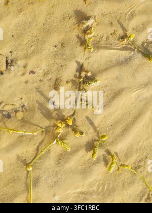 Raisins de mer (Caulerpa racemosa), une espèce d'algues vertes comestibles (algues) caractérisée par des stolons rampants et des ramilles dressées couvertes de grappes Banque D'Images