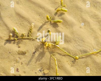 Raisins de mer (Caulerpa racemosa), une espèce d'algues vertes comestibles (algues) caractérisée par des stolons rampants et des ramilles dressées couvertes de grappes Banque D'Images