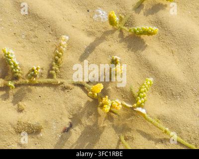 Raisins de mer (Caulerpa racemosa), une espèce d'algues vertes comestibles (algues) caractérisée par des stolons rampants et des ramilles dressées couvertes de grappes Banque D'Images