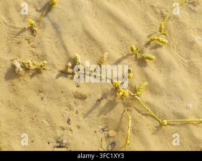 Raisins de mer (Caulerpa racemosa), une espèce d'algues vertes comestibles (algues) caractérisée par des stolons rampants et des ramilles dressées couvertes de grappes Banque D'Images
