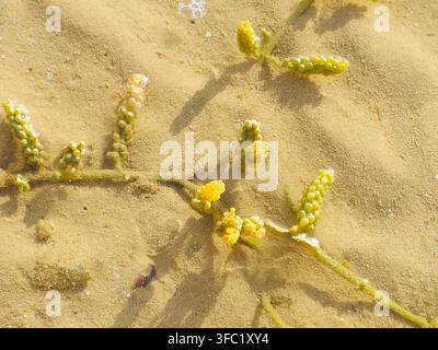 Raisins de mer (Caulerpa racemosa), une espèce d'algues vertes comestibles (algues) caractérisée par des stolons rampants et des ramilles dressées couvertes de grappes Banque D'Images