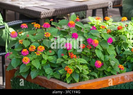 Une prise de vue en gros plan capture un pot de fleurs en bois vibrant rempli d'un feuillage vert luxuriant et de grappes de fleurs lantana colorées dans Banque D'Images