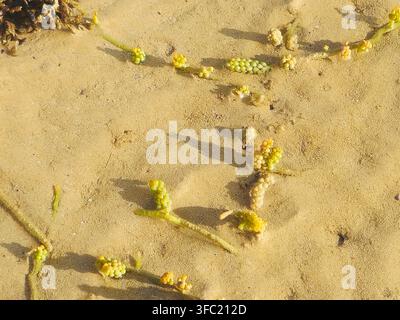 Raisins de mer (Caulerpa racemosa), une espèce d'algues vertes comestibles (algues) caractérisée par des stolons rampants et des ramilles dressées couvertes de grappes Banque D'Images