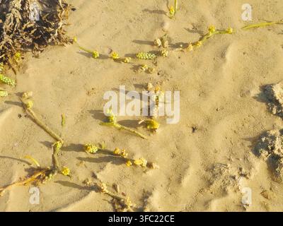 Raisins de mer (Caulerpa racemosa), une espèce d'algues vertes comestibles (algues) caractérisée par des stolons rampants et des ramilles dressées couvertes de grappes Banque D'Images