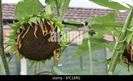 Tournesol après la floraison, se transformant en graine. Banque D'Images
