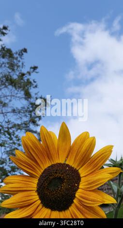 Un tournesol jaune en fleur contre un ciel bleu, image en forme de portrait Banque D'Images