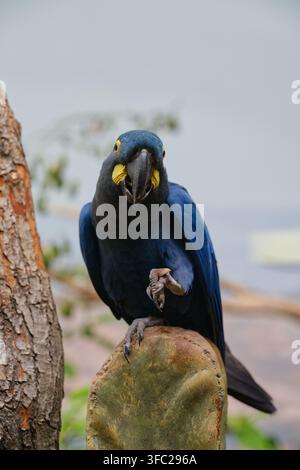 Ara hyacinthe (Anodorhynchus hyacinthinus) perché sur son enclos et regardant vers l'appareil photo au zoo de Prague. Banque D'Images