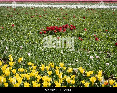 Tulipes colorées en fleurs à travers les champs cultivés de Jonquieres Provence au printemps Banque D'Images