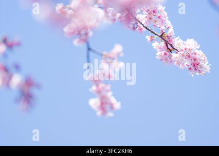 Composition minimaliste d'une seule branche délicate de fleurs de cerisier s'étendant dans un vaste ciel bleu, célébrant la beauté simple et élégante du printemps. Banque D'Images