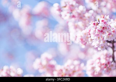 Une vision très floue et abstraite de la joie du printemps, avec un bokeh floral rose doux qui crée un fond romantique et délicat pour des projets créatifs Banque D'Images