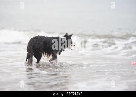 Chien noir et blanc patauge dans une eau peu profonde à la plage avec des vagues en arrière-plan Banque D'Images