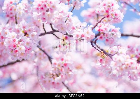Capturant la texture délicate des pétales de sakura japonais en pleine floraison, cette photo rapprochée de la nature met l'accent sur le contraste vif entre le rose et le bleu. Banque D'Images