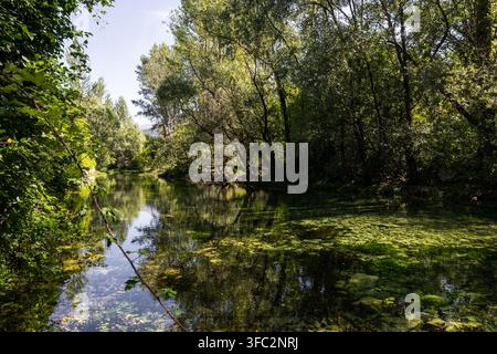 Ruisseau de rivière clair et calme encadré par des arbres verts denses près de la source de la Cetina Banque D'Images