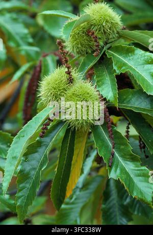 Fruits de châtaignier (Castanea sativa) mûrissant sur un arbre dans le parc urbain d'Edinbugh, Écosse, en septembre Banque D'Images