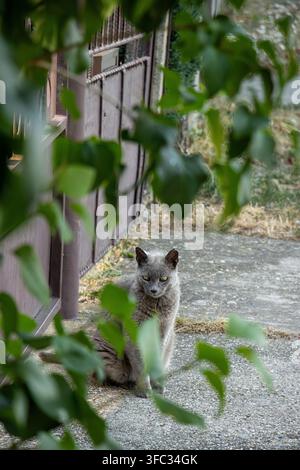 Prise verticale d'un chat âgé gris assis sur une allée de gravier encadrée par des feuilles vertes floues avec une porte métallique brune et une boîte aux lettres Banque D'Images