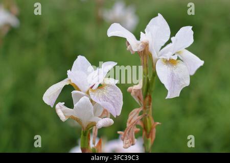 Iris 'Hohe Warte', Iris de Sibérie blanche, iris sibirica, en fleur dans une bordure de jardin à la fin du printemps. UK Banque D'Images