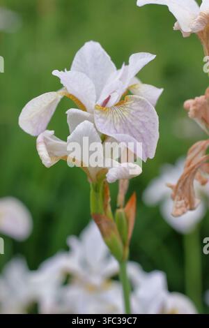 Iris 'Hohe Warte', Iris de Sibérie blanche, iris sibirica, en fleur dans une bordure de jardin à la fin du printemps. UK Banque D'Images