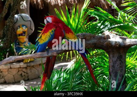 Tulum, Mexique, 06 septembre 2017 ; Ara scarlate perchées sur une branche en bois entourée d'un feuillage vert luxuriant. Banque D'Images