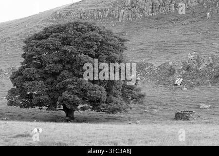 Une image monochrome d'un arbre témoin dans un champ près de Malham Tarn, avec un affleurement de calcaire dans la colline au loin et un cercle de mur de pierre sèche à côté Banque D'Images