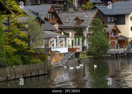 Vue du village historique de Hallstatt avec des maisons en bois traditionnelles, une terrasse de restaurant au bord de l'eau et des cygnes nageant dans le lac à Hallstatt Banque D'Images