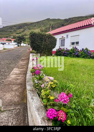 Corvo, Açores, Portugal Rue pavée bordée d’hortensias roses éclatants et d’herbe verte. Une maison blanche au toit de tuiles rouges se trouve derrière des fleurs en fleurs Banque D'Images
