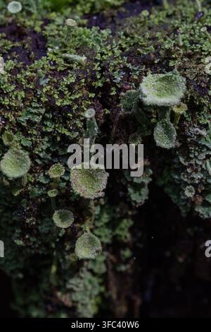 Macro gros plan de la lichen en coupe Cladonia pyxidata podetia poussant sur du bois en décomposition dans la forêt Banque D'Images