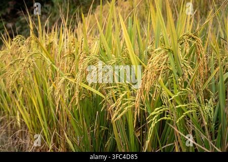 Gros plan de plants de riz mûrs poussant dans les terrasses de riz de Longji dans le Guangxi, en Chine Banque D'Images