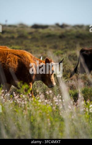 Une vache des Highlands broutant paisiblement dans un pré sauvage, entourée de végétation verte et d'une lumière naturelle douce, capturant la beauté de la campagne rurale. Banque D'Images