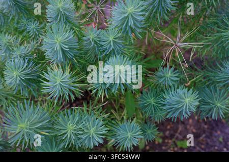 Texture de jeunes pousses luxuriantes de cyprès-pourpre poussant dans un sol de jardin. Concept de plantes d’aménagement paysager, de flore ornementale et de verdure naturelle. Banque D'Images