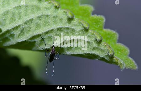 Photographie macro d'une moustique Aedes aegypti reposant sous une feuille verte, vecteur des virus du dengue, du Zika et de la fièvre jaune. Banque D'Images