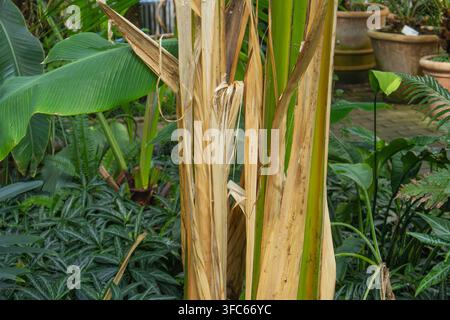 Grossissement du pseudotige d'un bananier avec des gaines de feuilles vertes et sèches dans un jardin tropical. Banque D'Images
