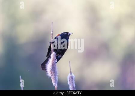 Martin-chasseur mâle s'accrochant fermement à une tige de carex brune dans un environnement de zone humide naturelle. Banque D'Images