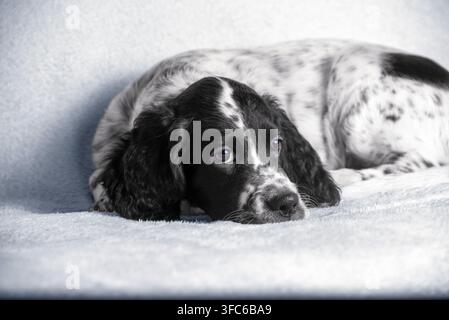 Adorable chiot English Setter se reposant après avoir joué. Magnifique chiot blanc aux oreilles noires. Chiens de chasse. Banque D'Images