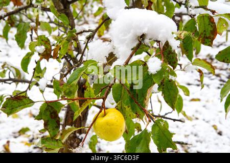 La dernière pomme sur une branche recouverte de neige. La première chute de neige dans le verger. Banque D'Images