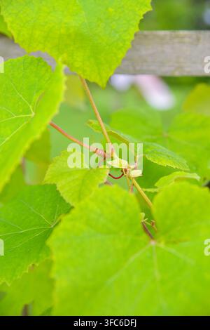 Feuilles de vigne vertes fraîches et délicates vrilles grimpantes poussant naturellement devant un fond de jardin doux, évoquant la viticulture, l'agriculture biologique Banque D'Images