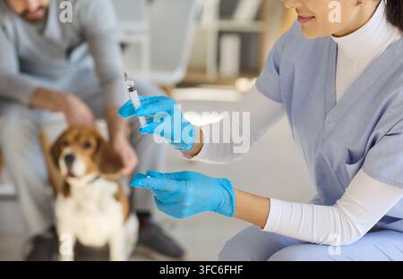 Vétérinaire préparant une injection de vaccin pour un chien beagle dans une clinique vétérinaire moderne Banque D'Images