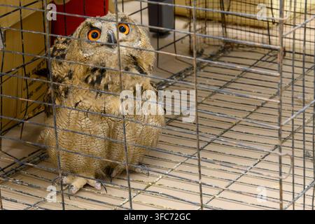 Poussin de chouette eurasienne aux yeux orange vif regardant à travers une cage métallique, représentant les concepts de captivité, de bien-être animal et de sauvetage. Banque D'Images