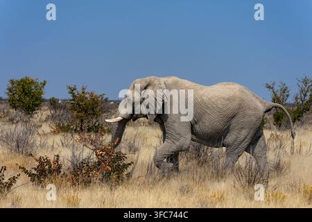 Grand éléphant d'Afrique marchant à travers une prairie sèche et des buissons clairsemés sous un ciel bleu clair, montrant sa présence puissante. À l'Etosha National Park, Banque D'Images