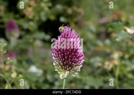 ail trompette en fleurs resp.Allium sphaerocephalon, Allemagne Banque D'Images