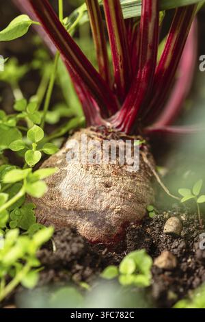 Délicieuse Beetroot dans notre jardin est prêt pour la récolte Banque D'Images