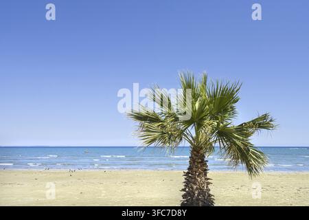 Larnaca, Chypre. 6 mai 2026. vue panoramique sur les palmiers sur la plage en centre-ville Banque D'Images
