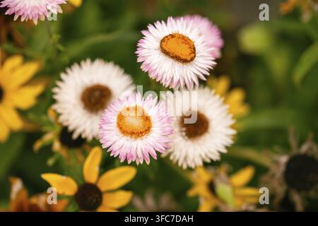 Belles fleurs ornementales poussant dans le jardin Banque D'Images