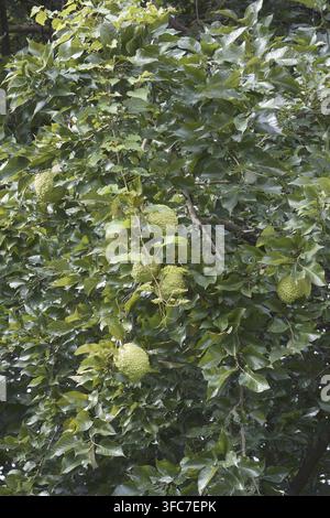 Osage orange (Maclura pomifera). Appelé pomme de haie, pomme de cheval, Bois d'arc, Bodark, boule de singe, bois d'arc, bois jaune et orange Mock aussi Banque D'Images