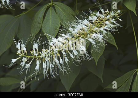 Bottlebrush buckeye (Aesculus parviflora). Également connu sous le nom de marronnier de cheval Dward Banque D'Images