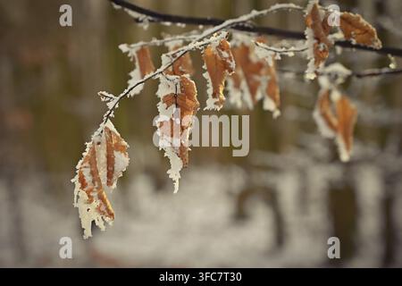 Une photographie en gros plan capturant la beauté délicate des feuilles d'automne couvertes de givre sur une branche. Les Feuilles Dorées-Brunes, Partiellement Encrassées de Neige Banque D'Images