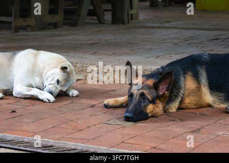 Un chien berger allemand labrador retriever allongé sur un pavé en brique en plein air, reposant détendu, animal de compagnie avec un pelage noir, brun et crème, museau, oreille, patte, ami Banque D'Images