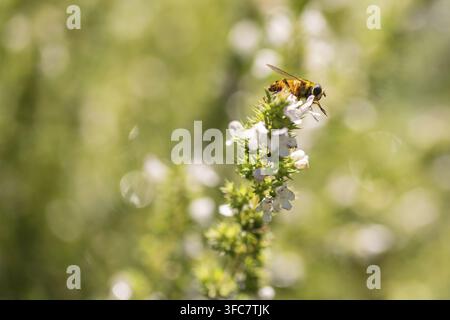 Abeille collectant du pollen sur de l'origan blanc en fleur Banque D'Images