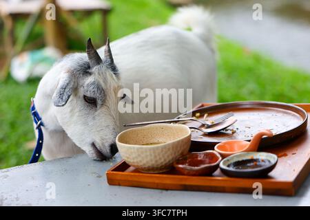Une ferme de chèvres, animal, chèvre blanche, chèvre à cornes, table, service à thé, tasse en céramique, plateau en bois, scène extérieure, un doux animal de ferme examine le service à thé sur le plateau en bois Banque D'Images