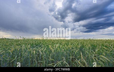 Un champ de blé s'étend sous des nuages orageux sombres et dramatiques. Les tiges vertes se balancent doucement dans le vent Banque D'Images